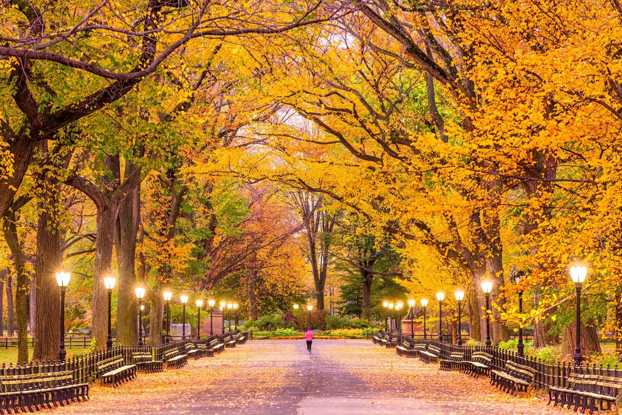 Park benches under fall foliage in Central Park, New York City, USA. 