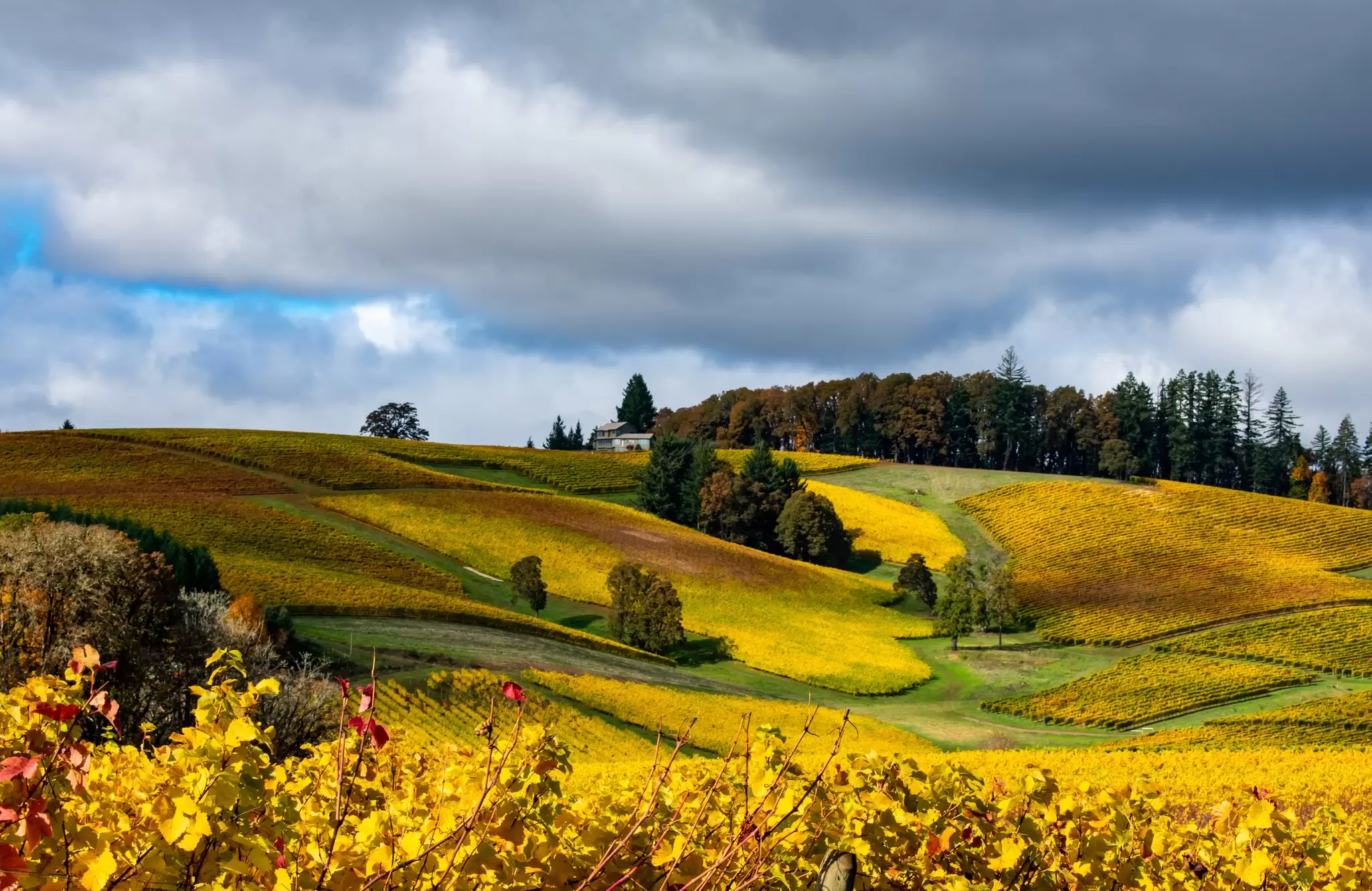 Fall in the Willamette Valley. Jennifer Larsen Morrow/Shutterstock