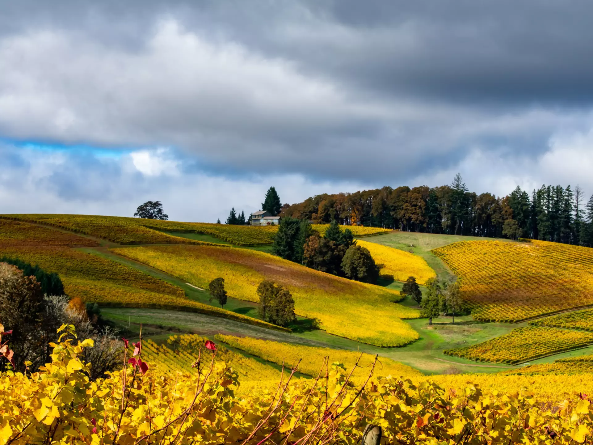 Fall in the Willamette Valley. Jennifer Larsen Morrow/Shutterstock