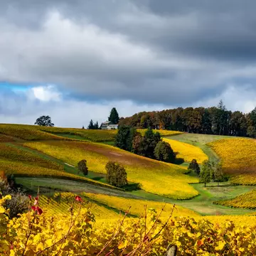Fall in the Willamette Valley. Jennifer Larsen Morrow/Shutterstock