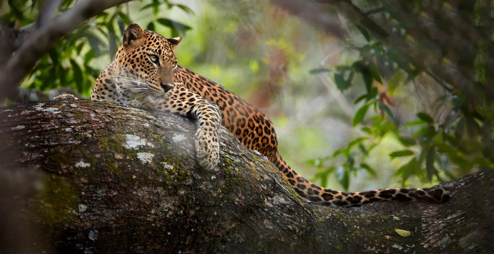 Leopard laying on a tree,  surrounded by dense vegetation at Yala national park, Sri Lanka