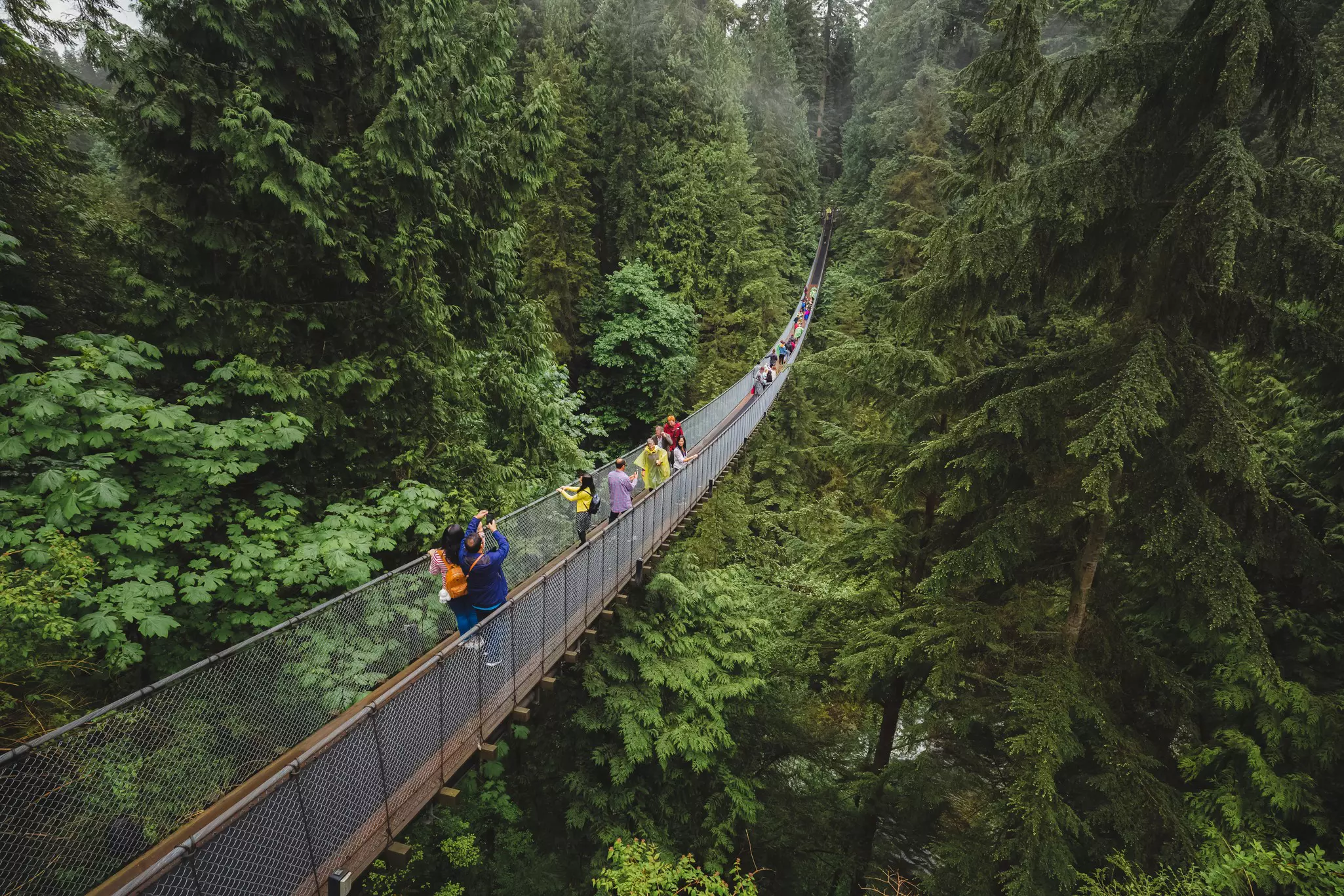 People walk along a narrow suspension bridge that hangs at tree-canopy level in dense woodland.