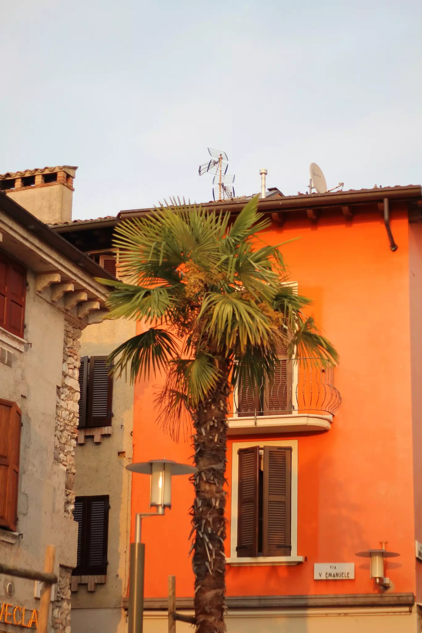Palm against orange shuttered wall.