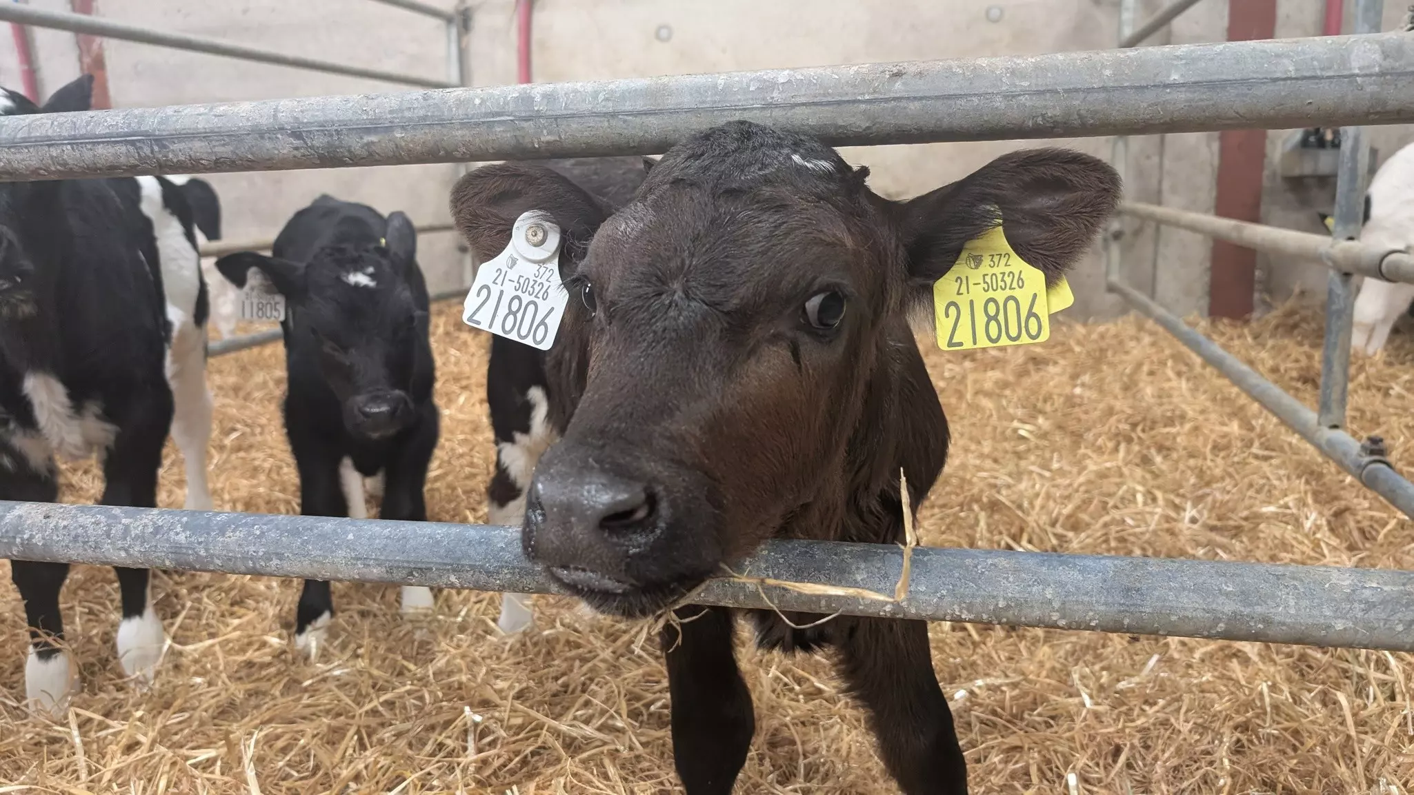 Calves in a pen at a farm