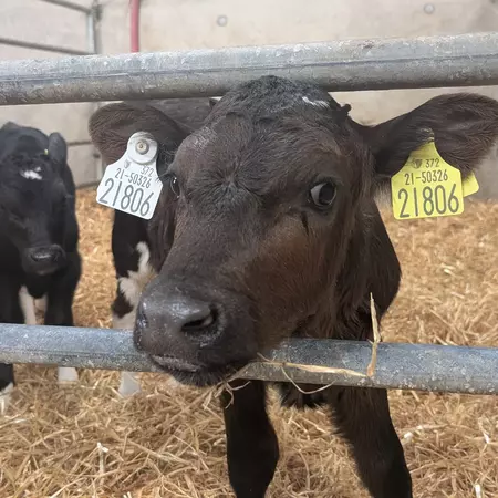 Calves in a pen at a farm.