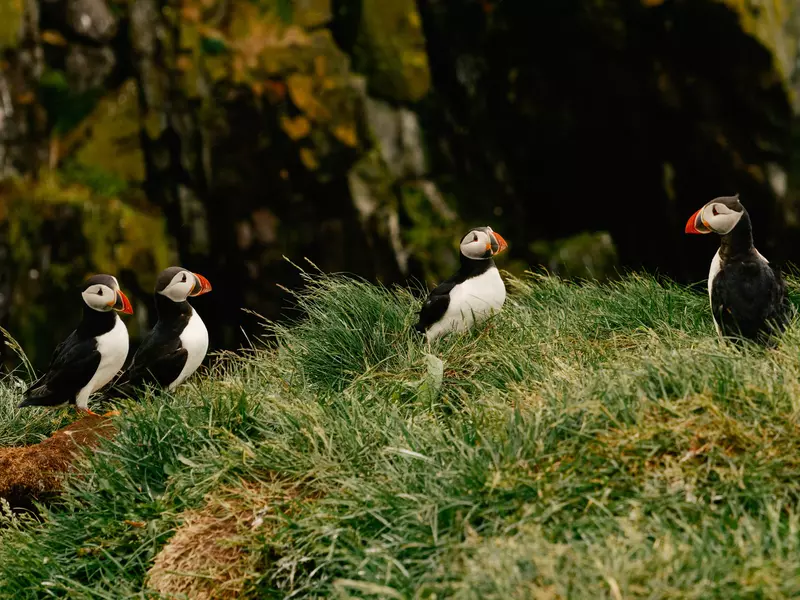 Four puffins on a grassy hillside.