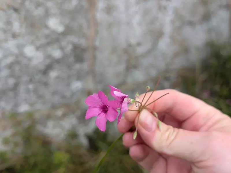 A woman holds a small pink flower between her thumb and fingers on an overcast day.