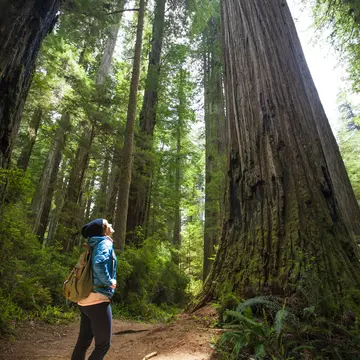 a young woman walks through the redwood forest
