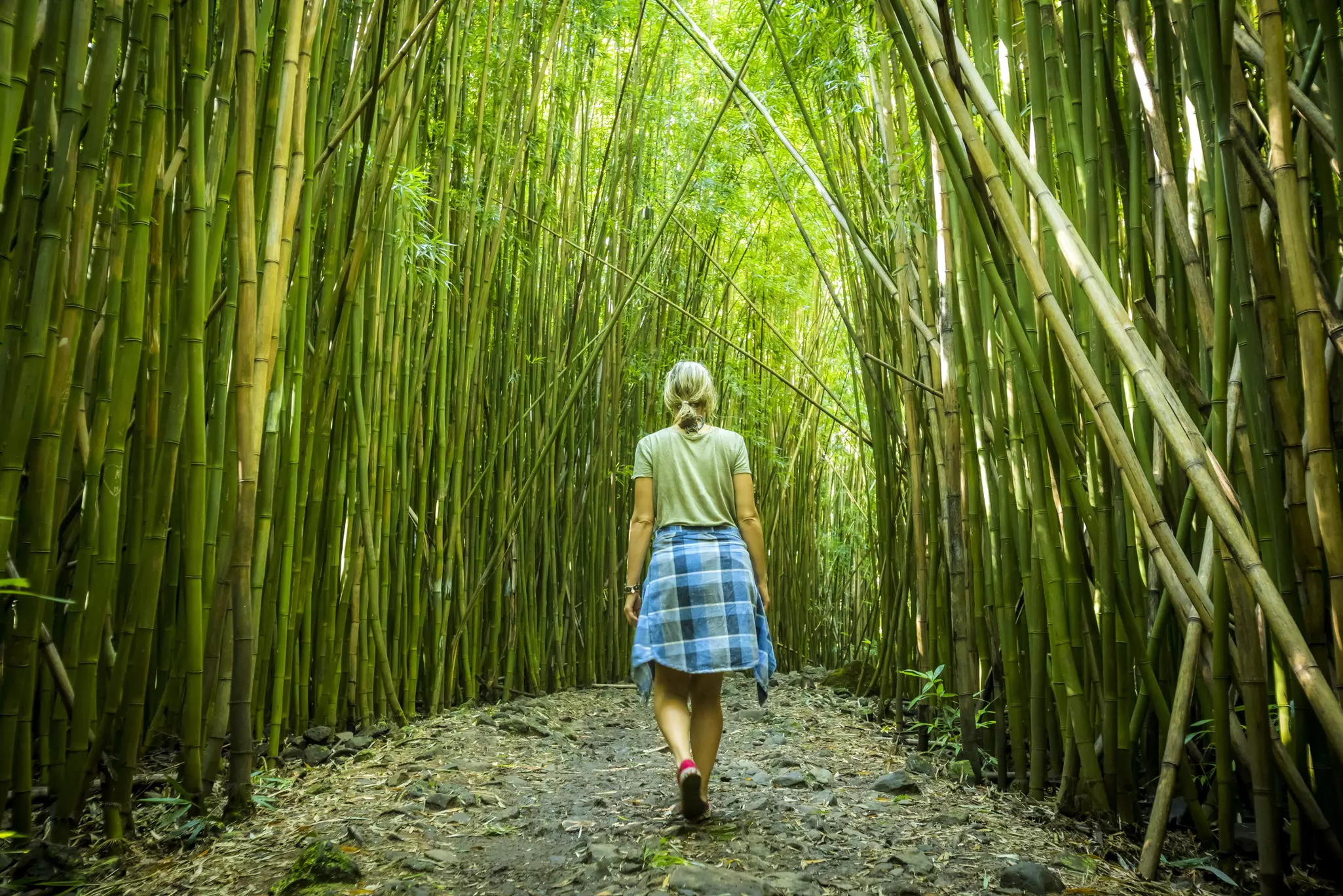 Woman exploring bamboo forest while hiking Pipiwai trail in Haleakala National park © VisualCommunications / Getty Images