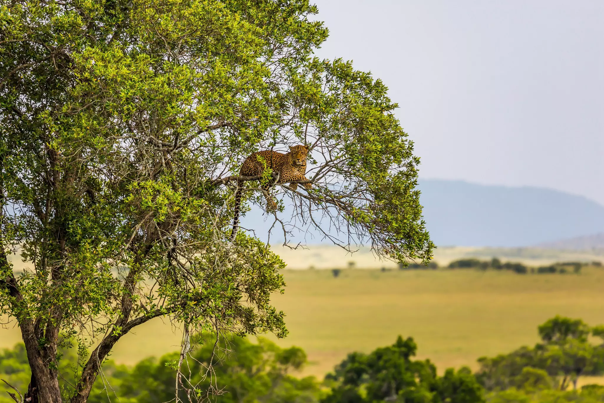 Leopard resting on a tree after a buffalo hunt in Masai Mara National Park © iStock