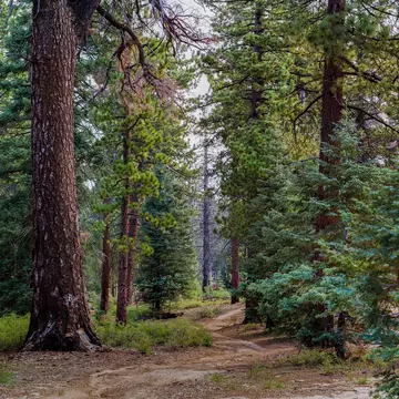 Sierra de San Pedro Martir, Baja California, México; 30 07 2016; Bosque; Shutterstock ID 1119709103; purchase_order: 65050; job: POIs; client: Lonely Planet; other: digital download