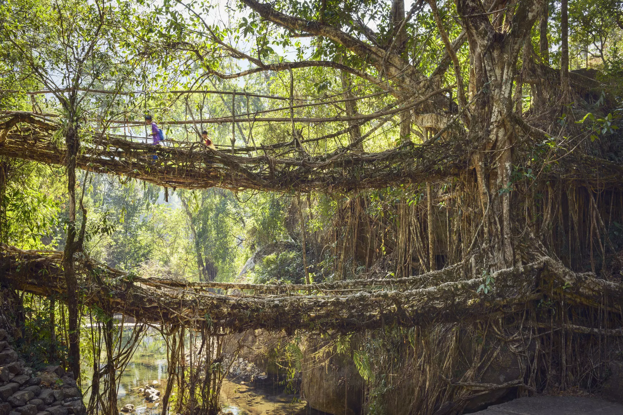 Two children cross a double-decker bridge made of tree roots over a river in Meghalaya, India