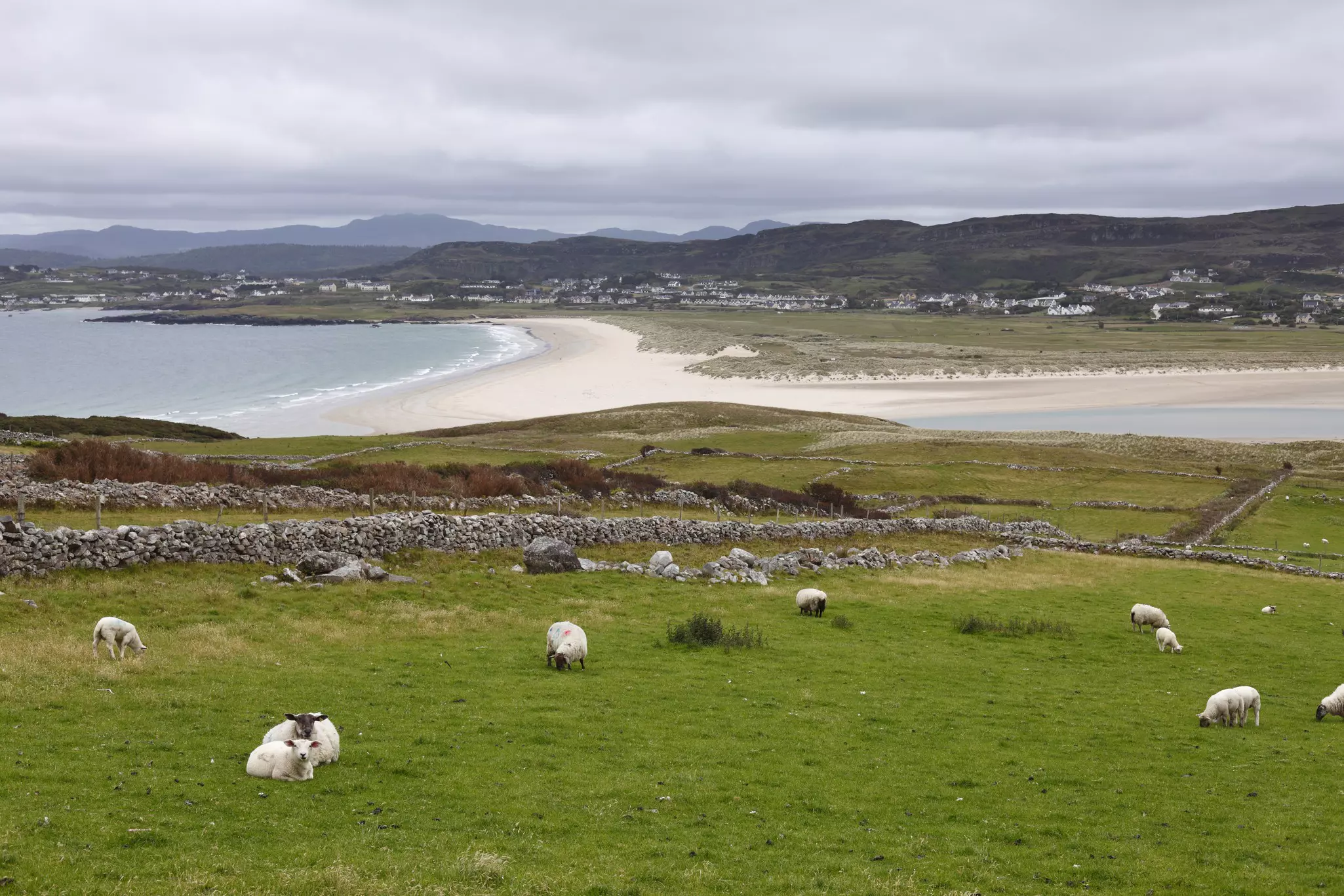 Sheep graze by the beach near Dunfanaghy, Ireland.