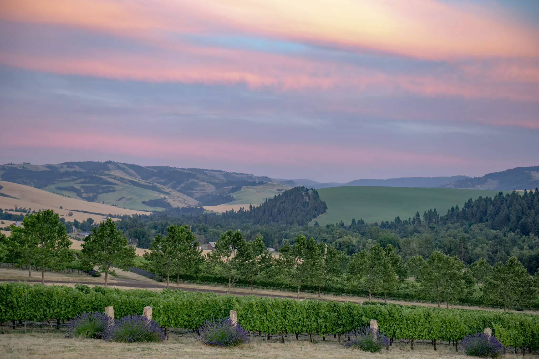 The beautiful vineyards around Walla Walla have made eastern Washington an up-and-coming destination for wine lovers © Robert Holmes / Getty Images