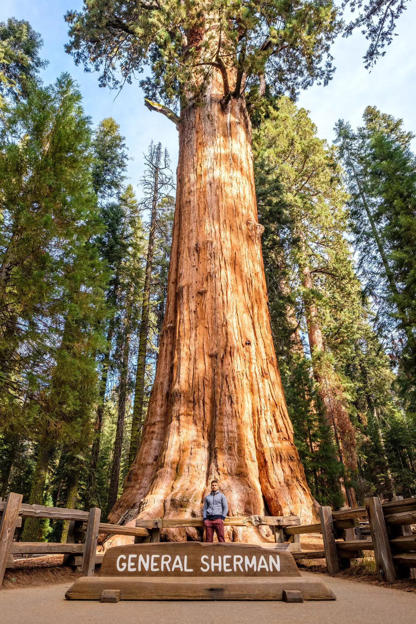 A man standing at a giant sequoia in Sequoia National Park. The name of the sequoia, General Sherman, is on a sign in front of him.