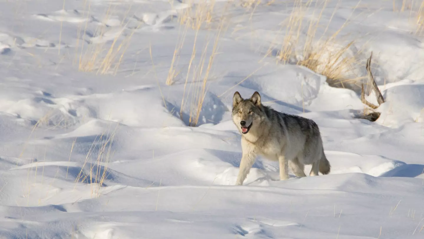 a wolf pants in the sun while walking through deep snow