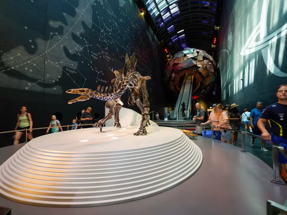 A dinosaur skeleton at the Natural History Museum in London.