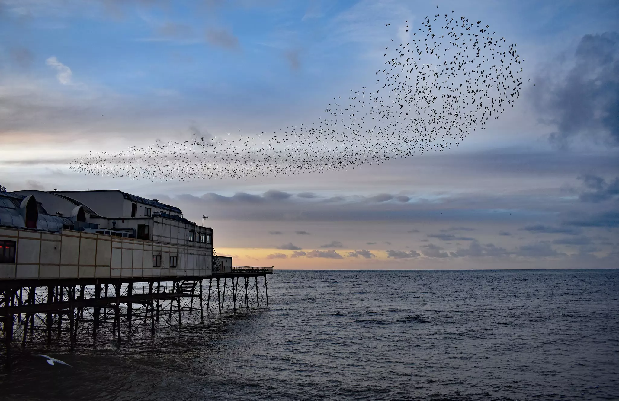 Starlings flying around Aberystwyth pier at sunset, Wales.