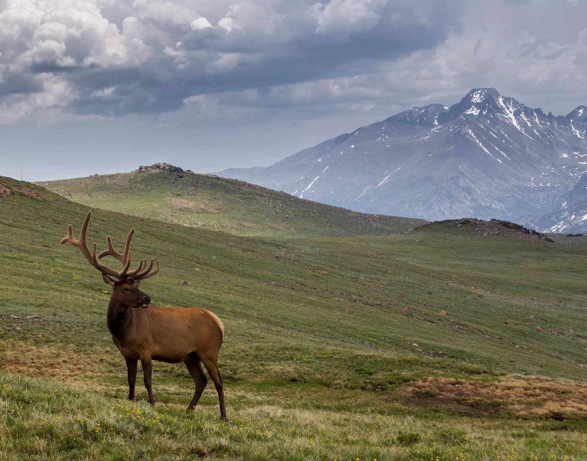 Bull Elk on Trail Ridge Road in Rocky Mountain National Park © Bridget Calip / Shutterstock