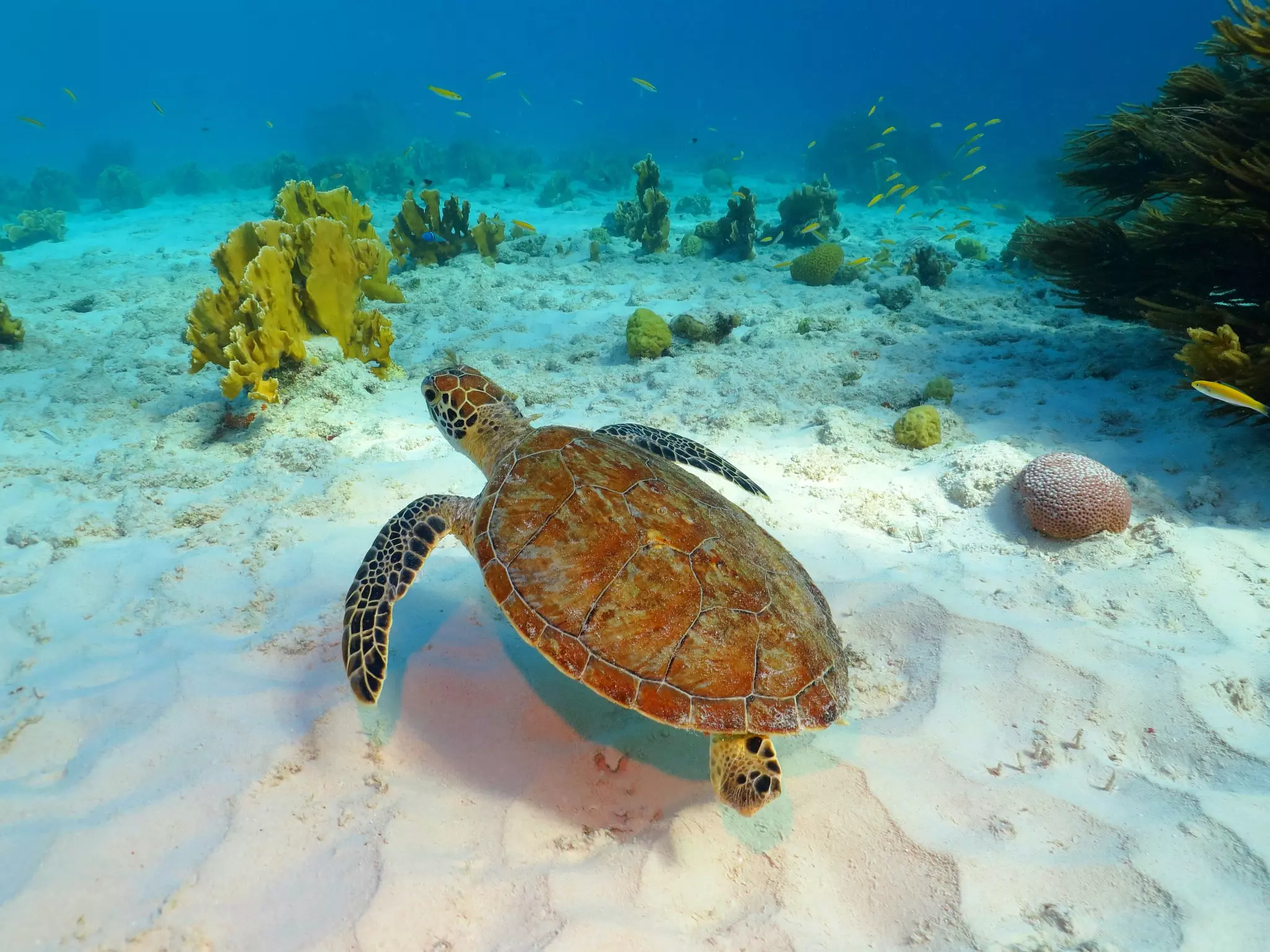 Sea turtle, coral reef and white sandy seabed. Tropical seascape with swimming turtle. Underwater picture from snorkeling with the sea turtles.