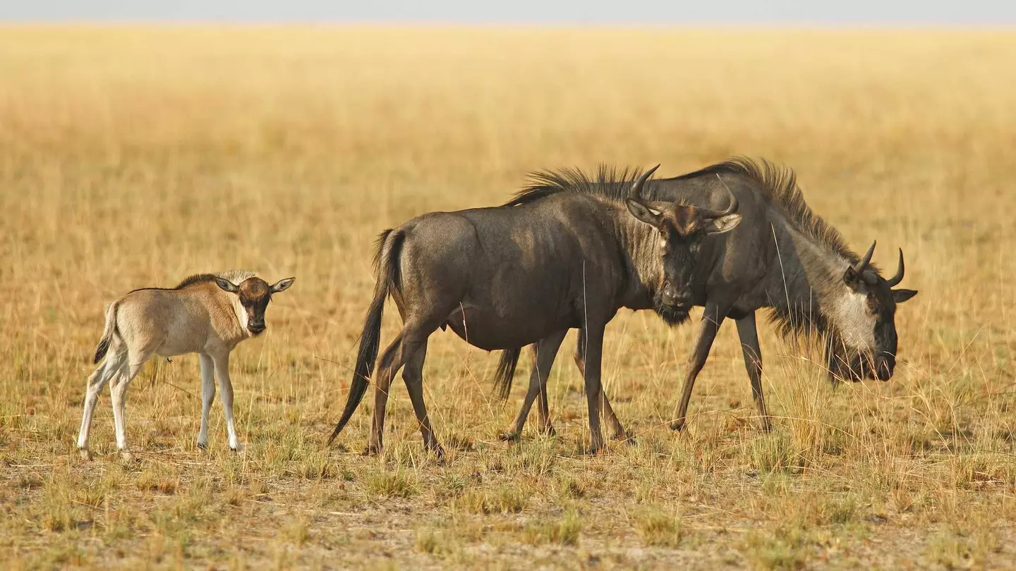 Two adult wildebeests grazing in high grass with a young wildebeest following them