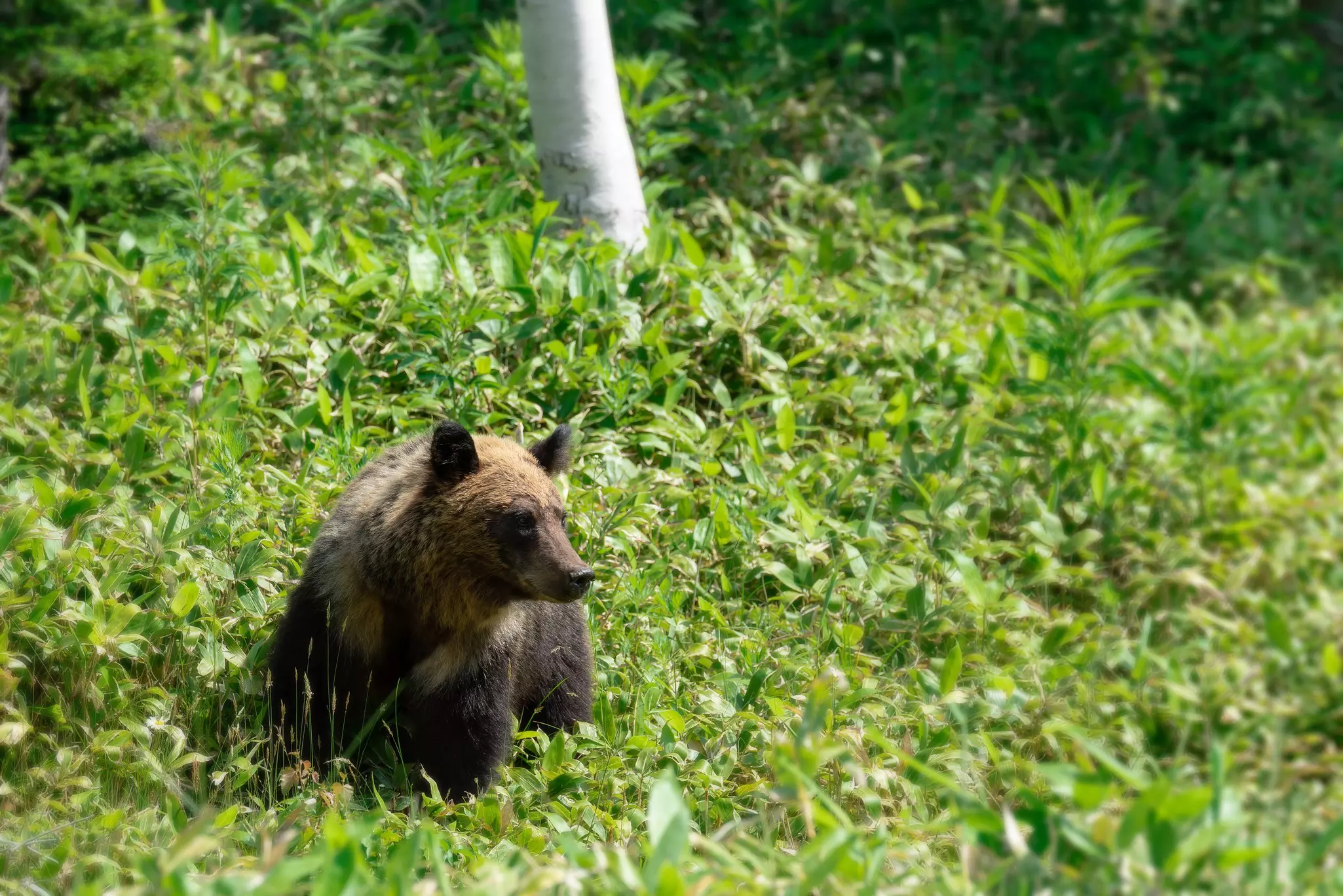 Shiretoko National Park is home to dozens of land and marine mammals, such as brown bears © stock_shot / Shutterstock