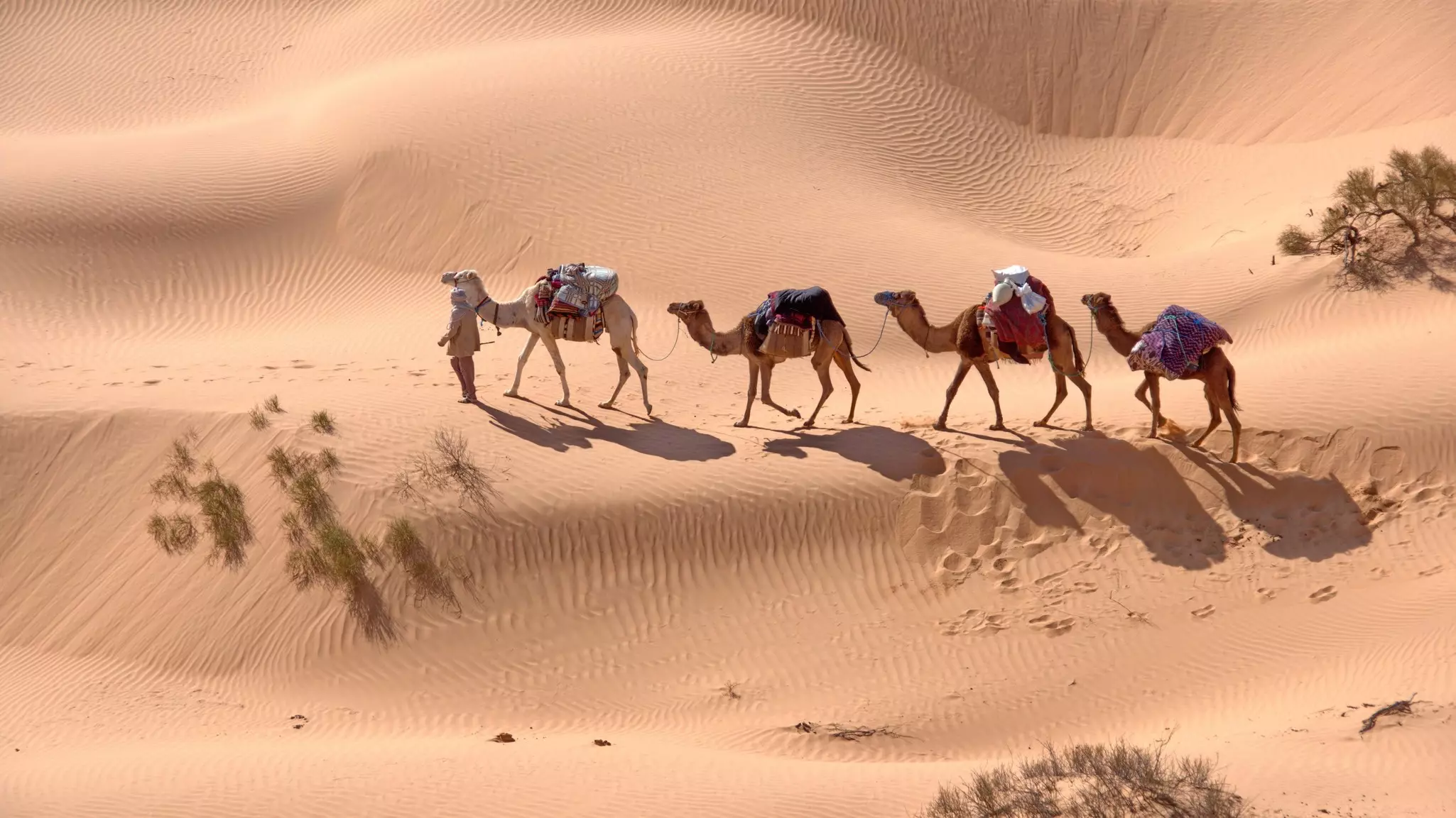 A camel caravan in the Sahara Desert outside of Douz, Tunisia.