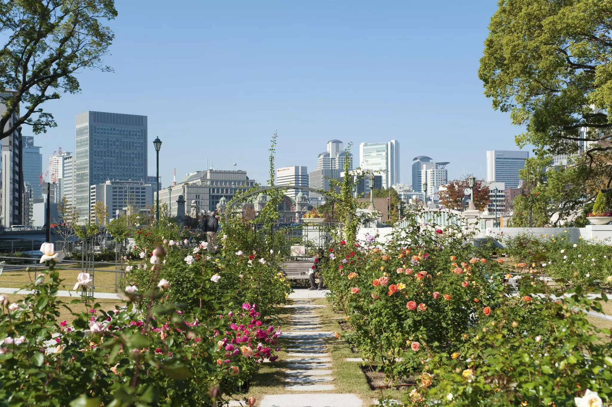 A rose garden backed by city high-rise buildings.