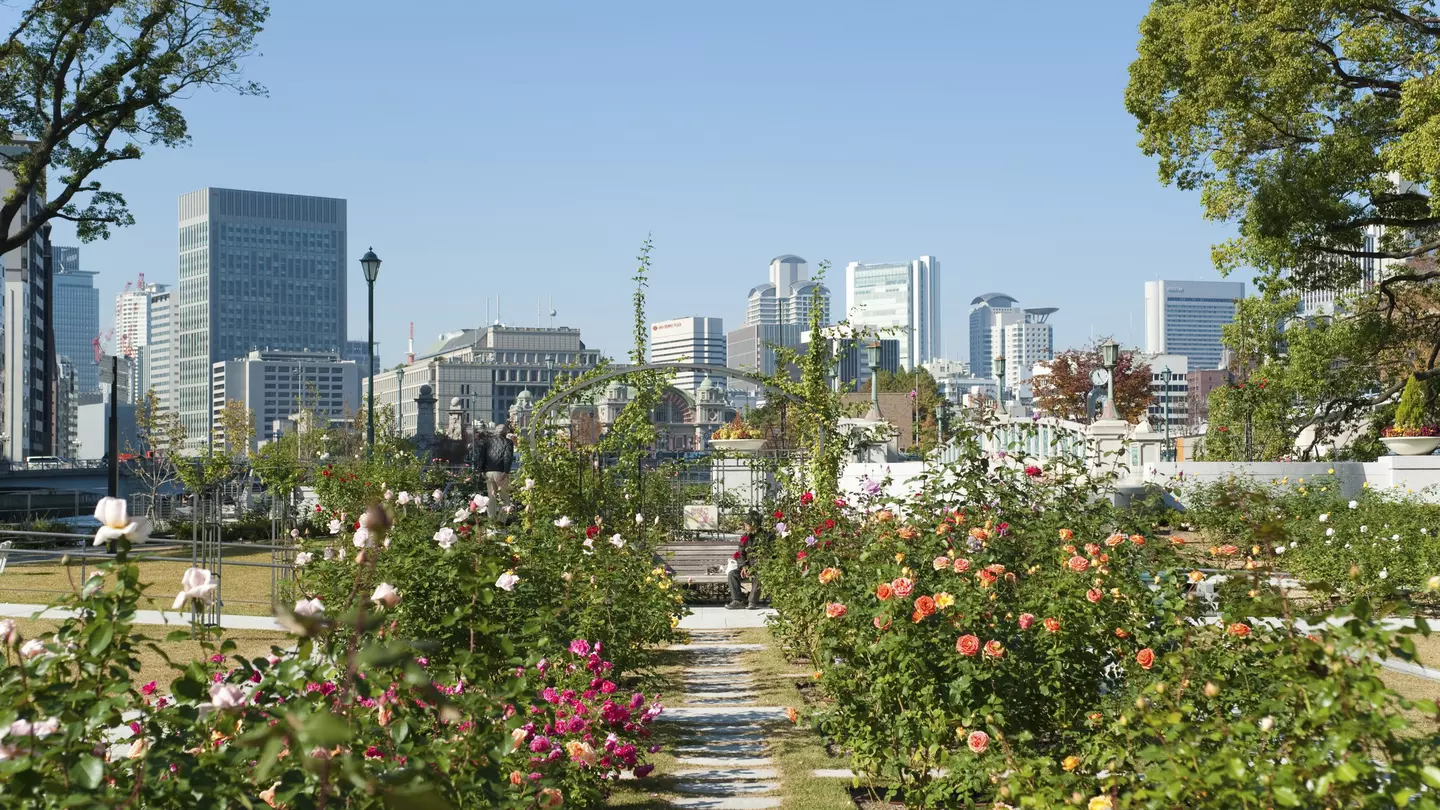 A rose garden backed by city high-rise buildings.