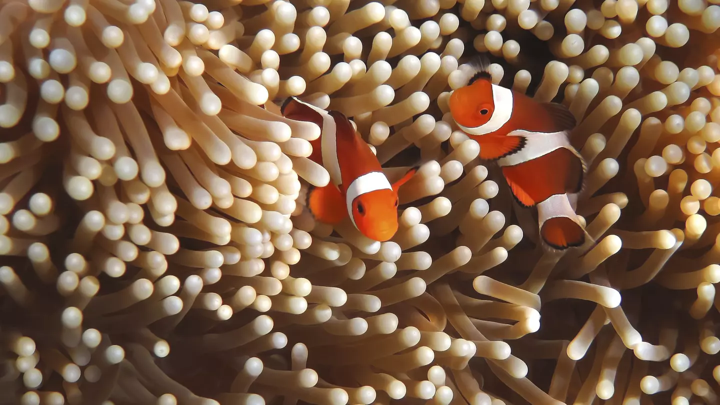 Clownfish swimming in the Great Barrier Reef