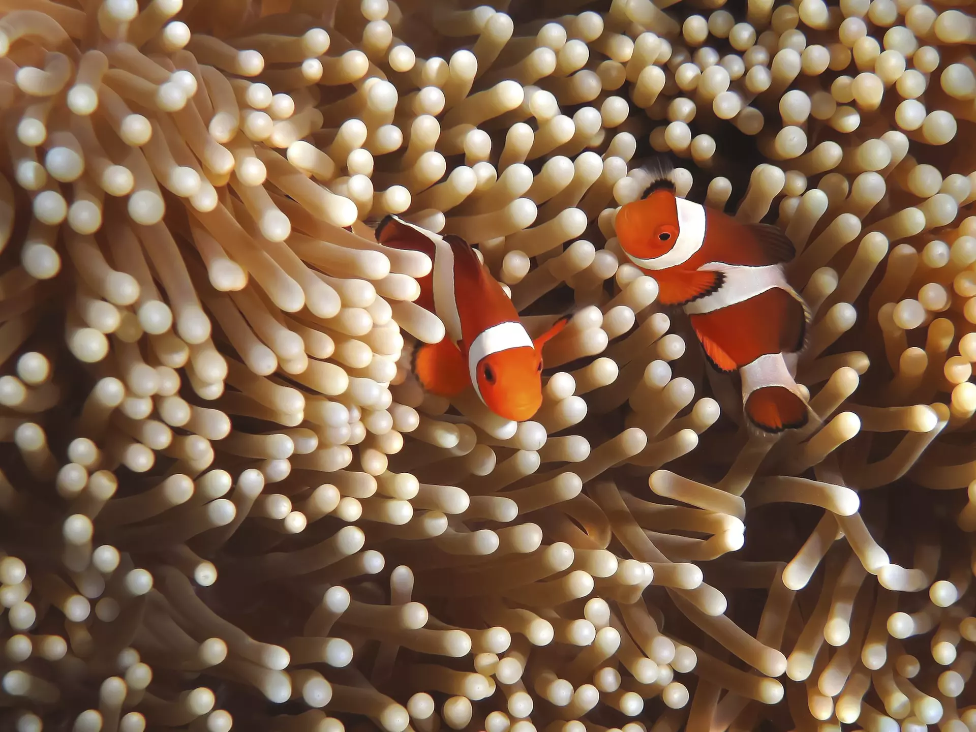 Clownfish swimming in the Great Barrier Reef