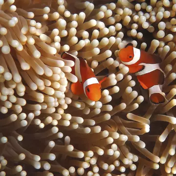 Clownfish swimming in the Great Barrier Reef