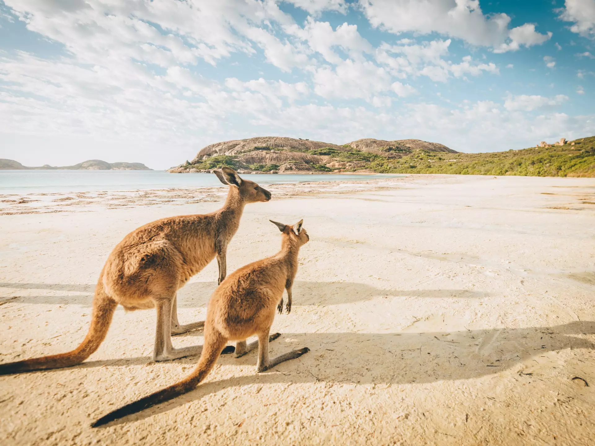 Kangaroos are a common sight on the beach at Lucky Bay in Western Australia. Getty Images