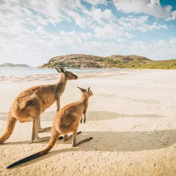 Kangaroos are a common sight on the beach at Lucky Bay in Western Australia. Getty Images