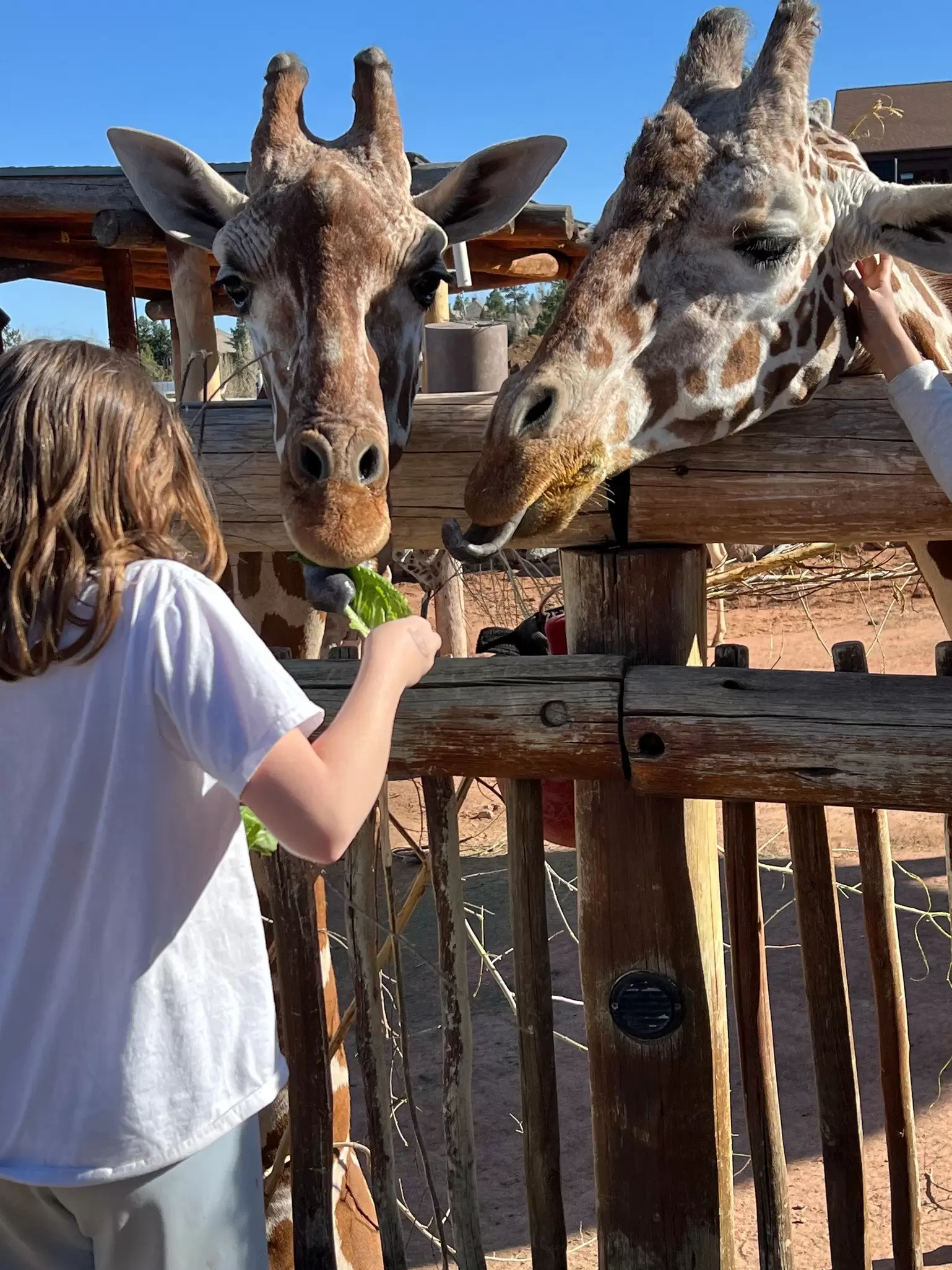 A child feeds two eager giraffes at Cheyenne Mountain Zoo, Colorado.