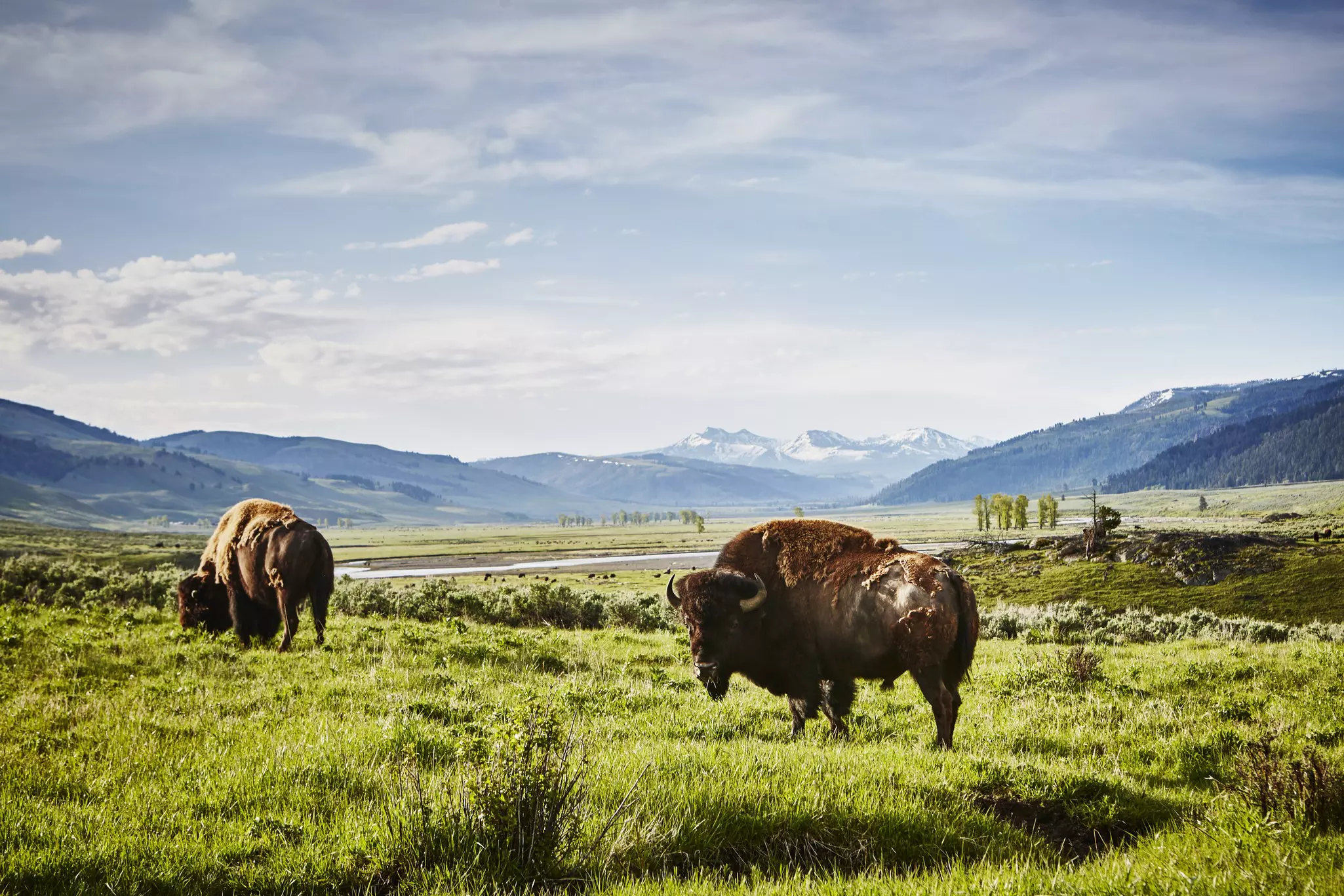 Bison looking at the camera in a beautiful landscape