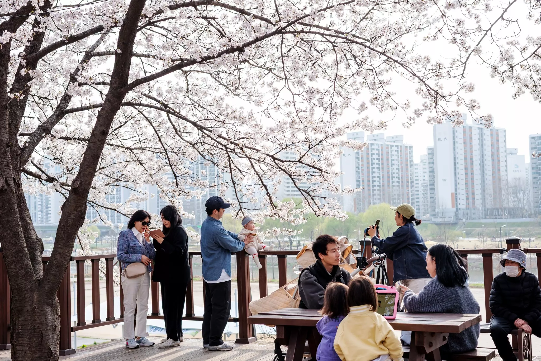 Families with young children beside a river surrounded by blooming cherry blossoms, city skyline in the background