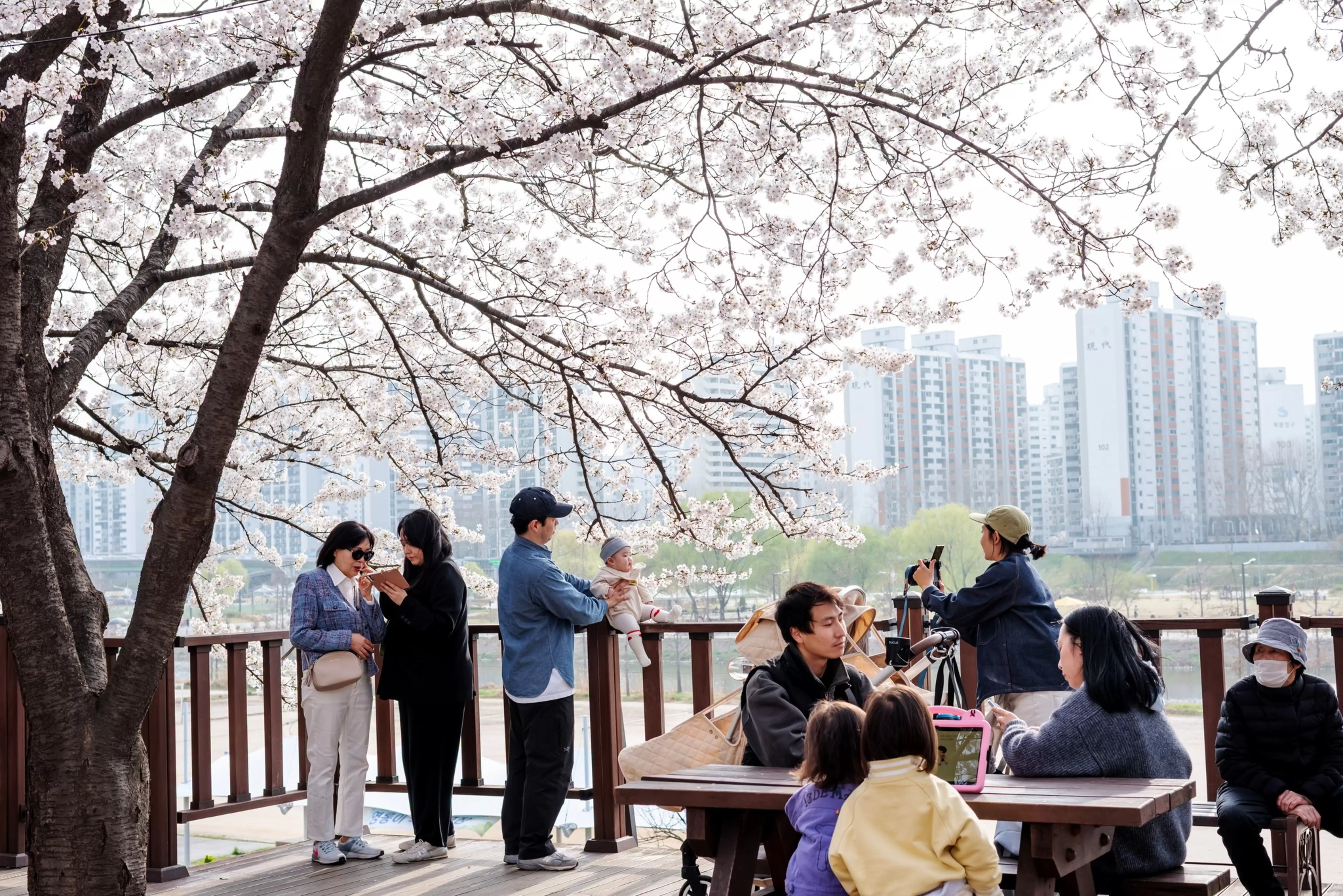 Families enjoying cherry blossoms along Anyangcheon stream in Yeongdeungpo, Seoul.