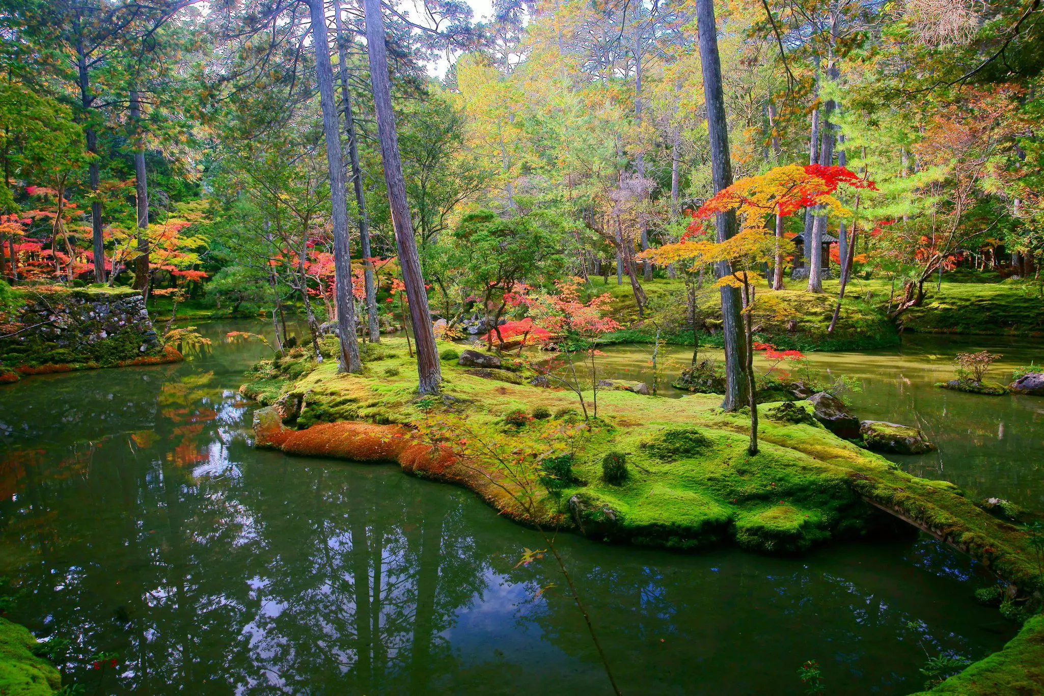 Multicolored foliage around a lake at Saihō-ji (Koke-dera).