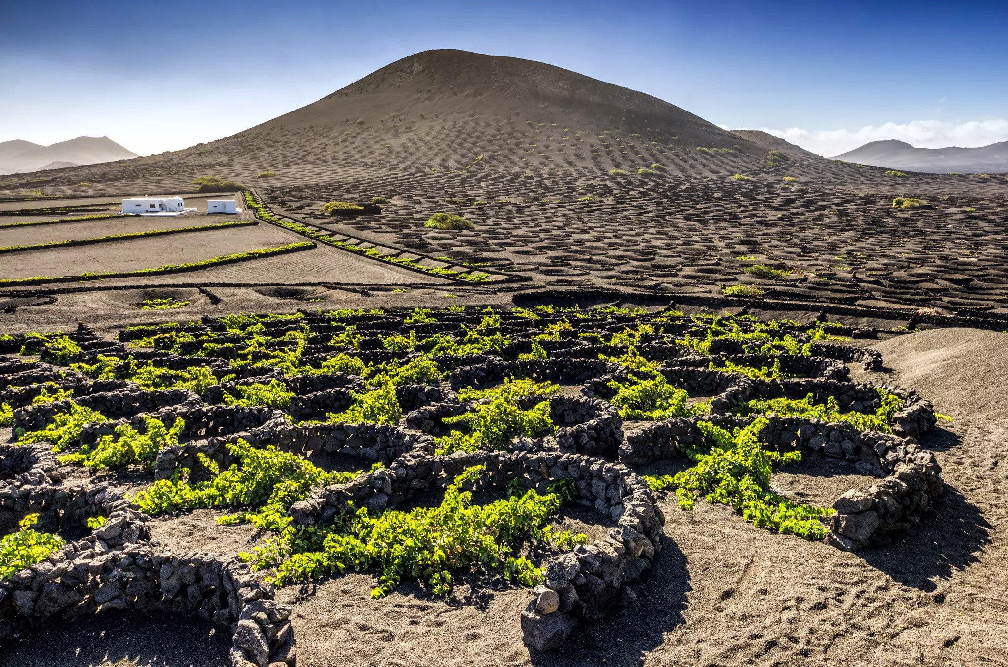 Low-growing bright green vines are sheltered by semicircular stone walls; beyond them is a hill of black soil.