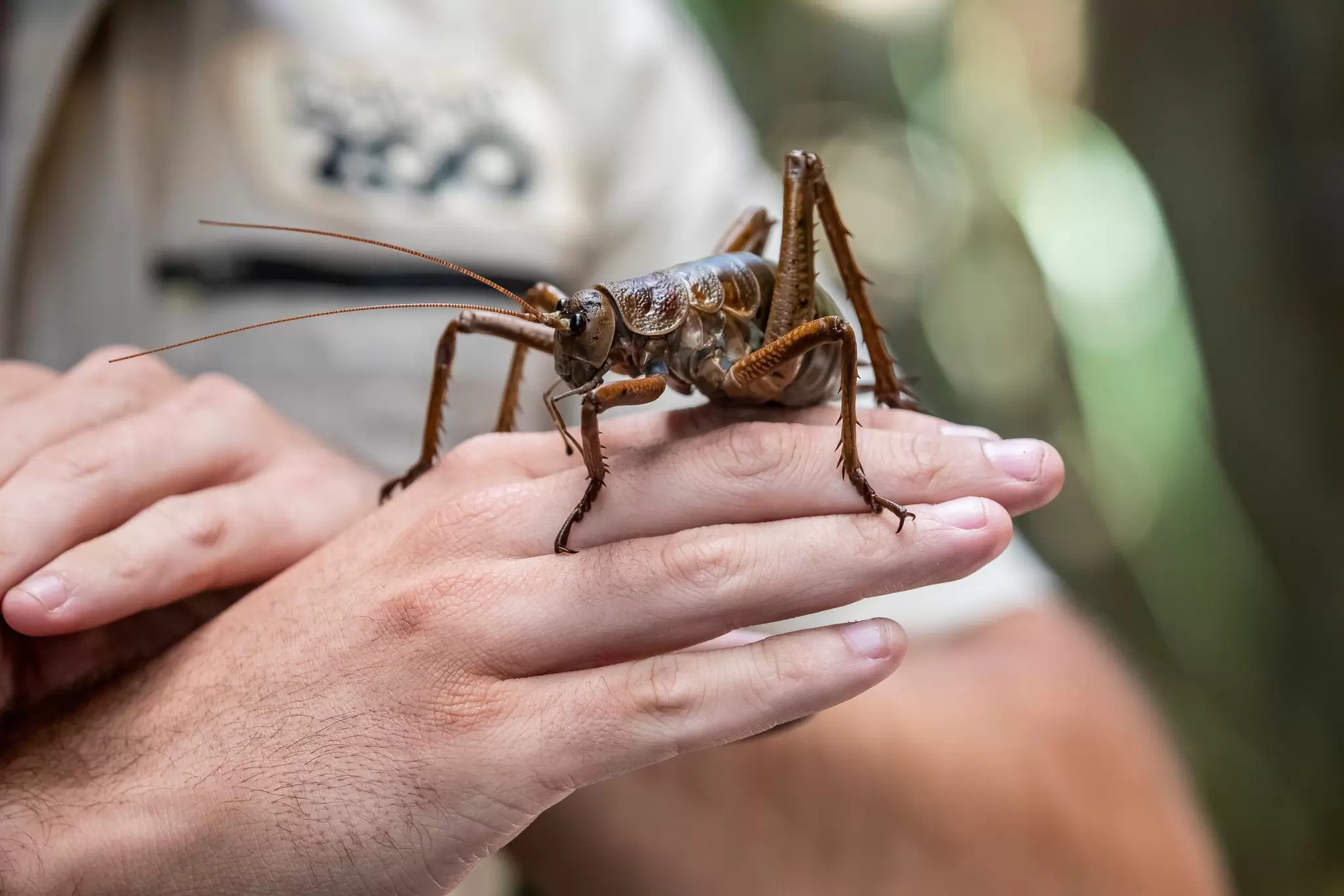 Close-up of Little Barrier giant weta (Deinacrida heteracantha) in 'Hidden New Zealand' of Auckland Zoo.