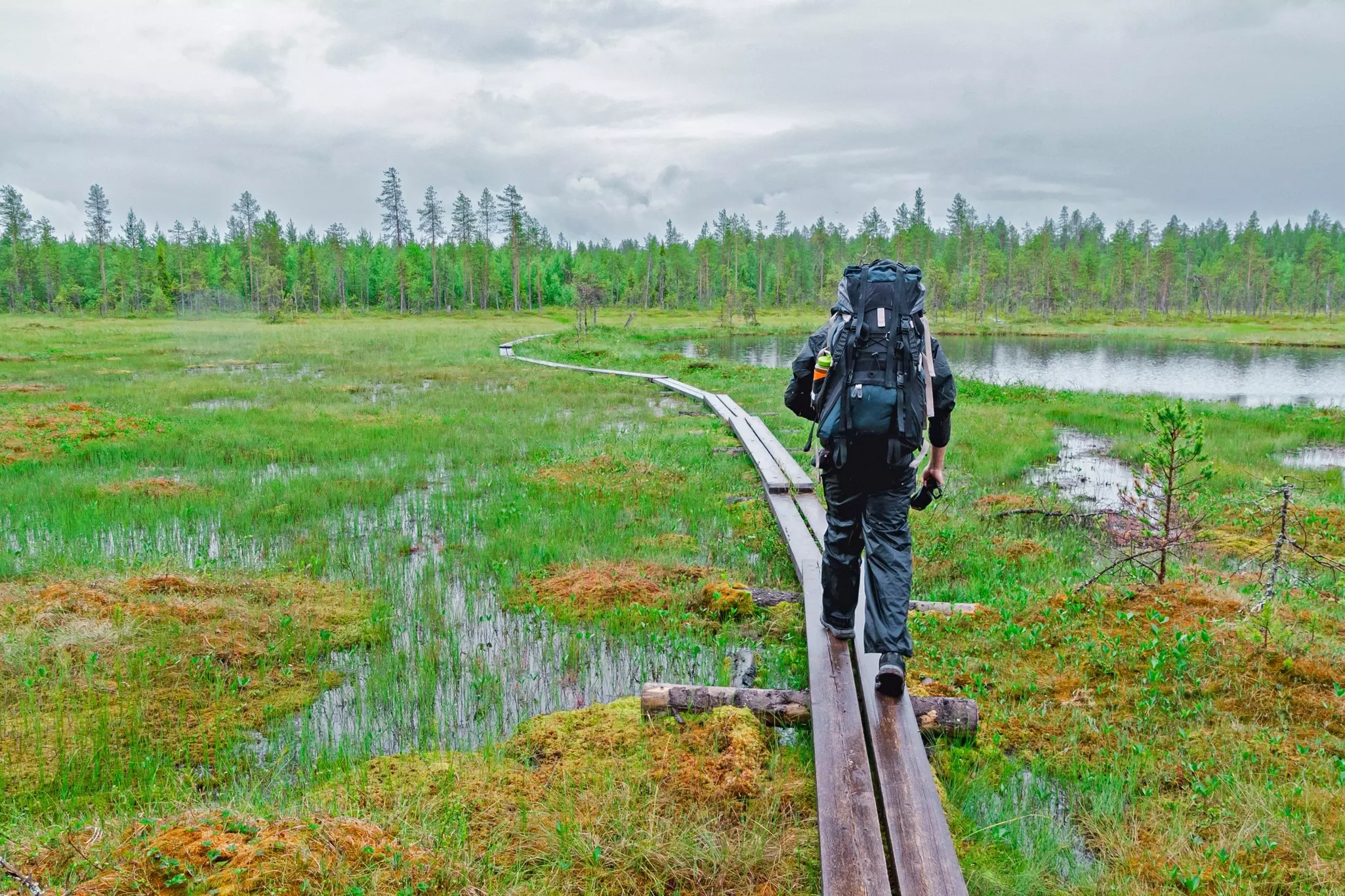A hiker bundled up for wet weather walks on a board path through a wetland in Finland.