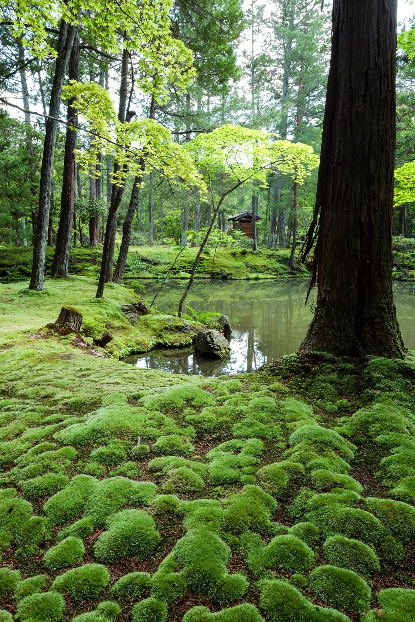 A mossy walkway by a pond.