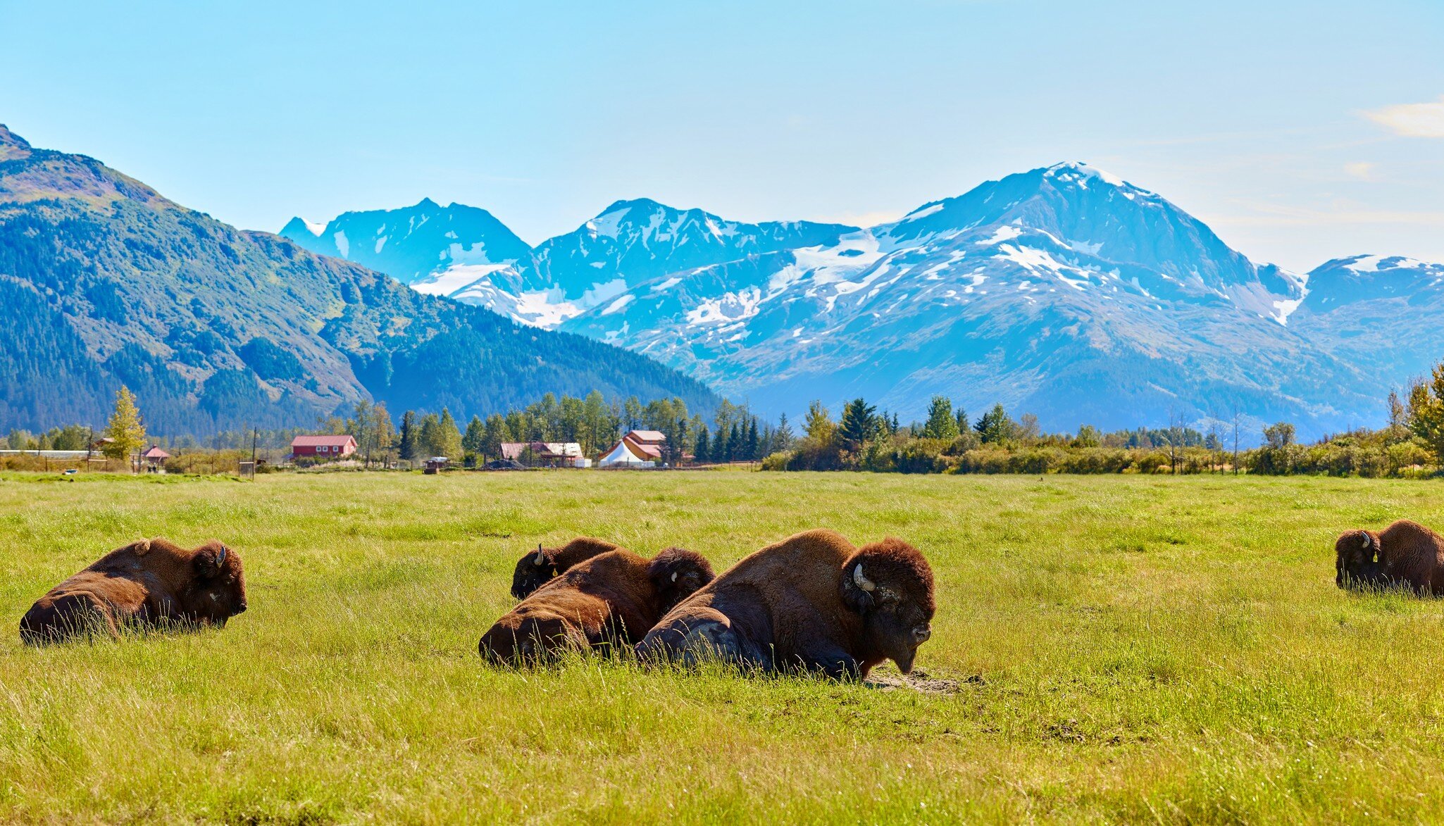 Bisons, buffalos, Alaska Wildlife Conservation Center, Alaska, USA; Shutterstock ID 583422949;