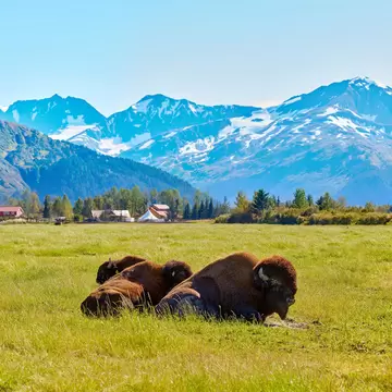 Bisons, buffalos, Alaska Wildlife Conservation Center, Alaska, USA; Shutterstock ID 583422949;
