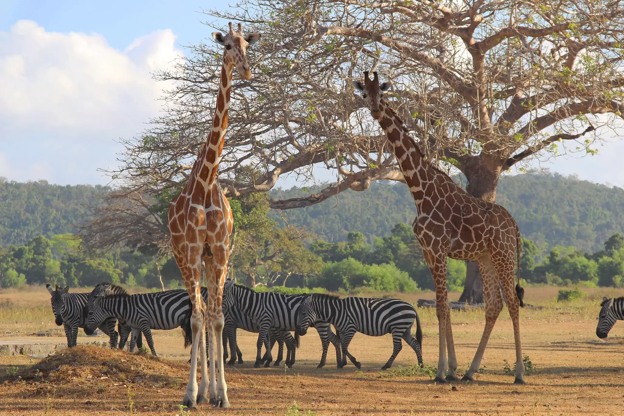 Two giraffes standing near a tree with four zebras gathered behind them on a savannah 