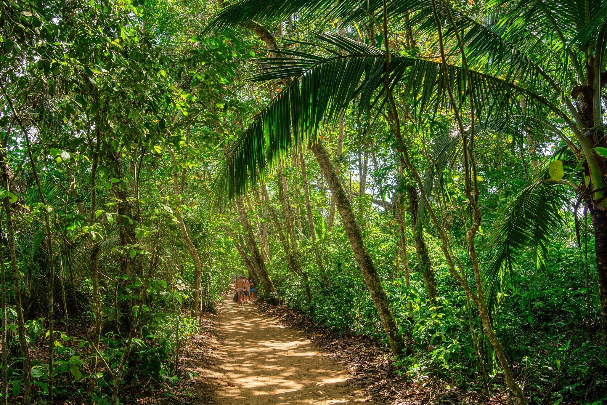 Group of tourists walking along a trail in Cahuita National Park, Costa Rica.