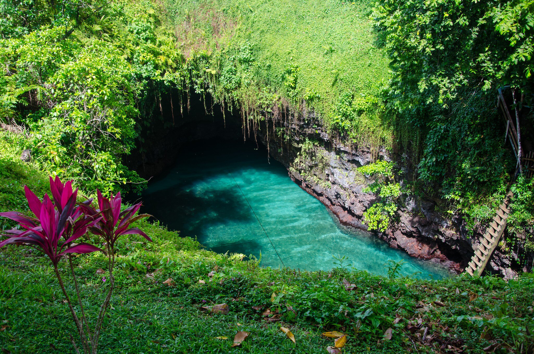 A deep turquoise pool at the bottom of a vine-hung volcanic sinkhole, a long wooden ladder descending to it from the rim.