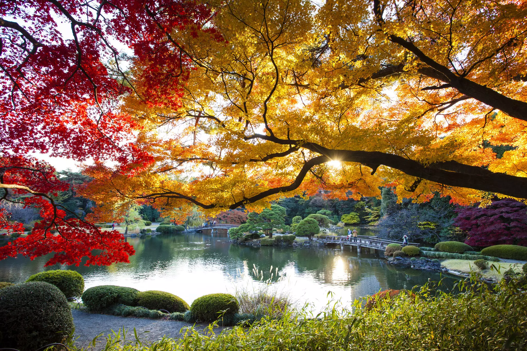 Maple leaves at sunset. Shinjuku Gyoen botanical garden is one of Tokyo's largest and most popular parks. Famous for autumn colour as well as cherry blossom viewing.