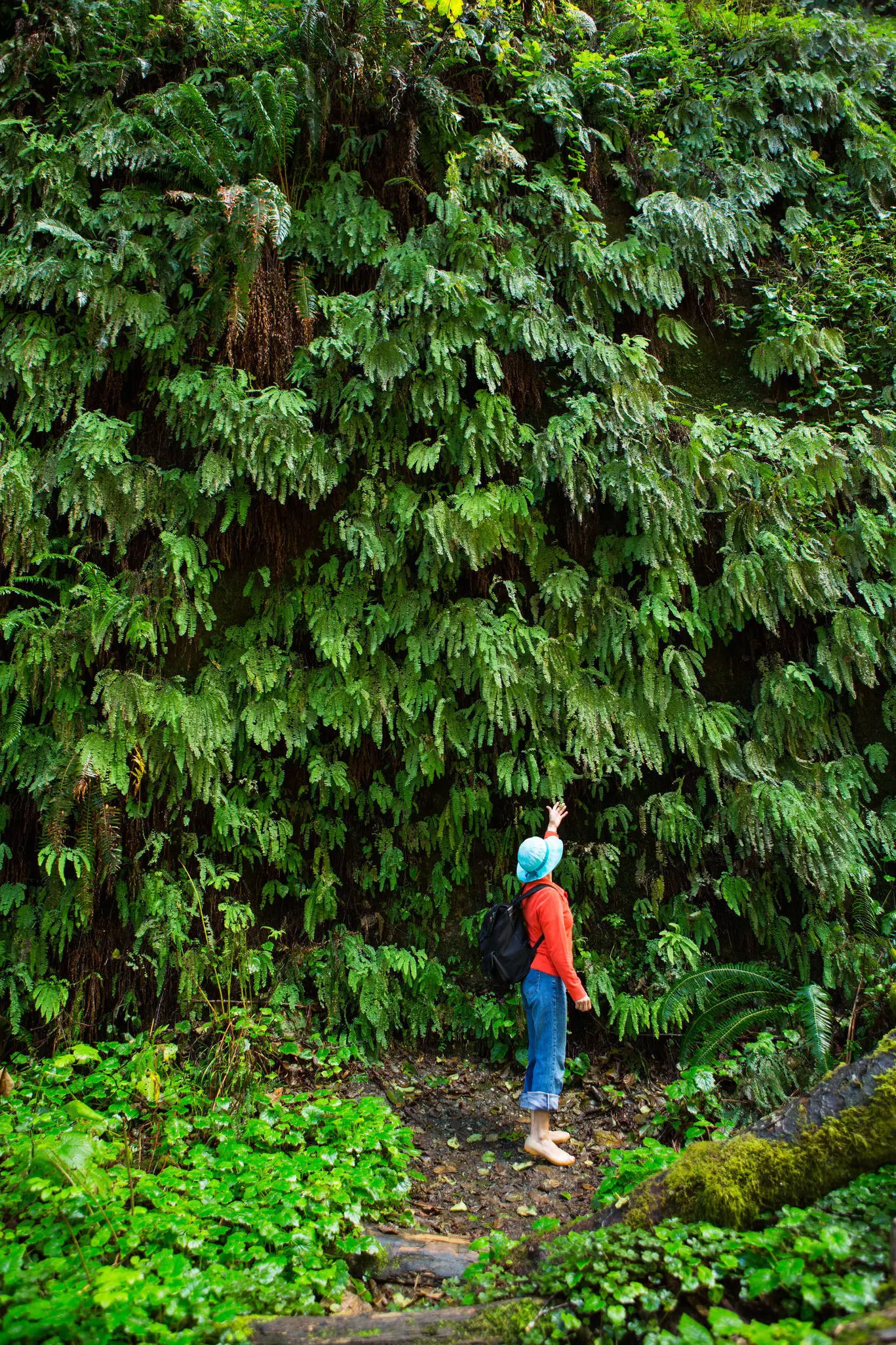 Tourist touching the ferns in Fern Canyon, Redwoods State Park